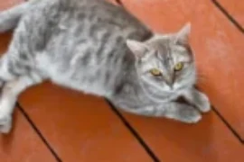 العنايه بالقطط الحامل: دليل شامل للحفاظ على صحة الأم والجنين