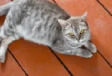 العنايه بالقطط الحامل: دليل شامل للحفاظ على صحة الأم والجنين