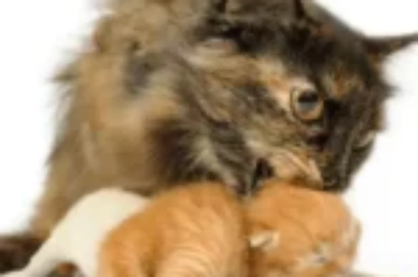 تزاوج القطط الإخوة وأثره على السلوك والصحة النفسية للقطط