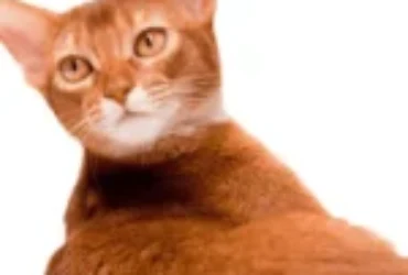 اختر اسماً لقطتك من أشهر اسامي قطط حبشية