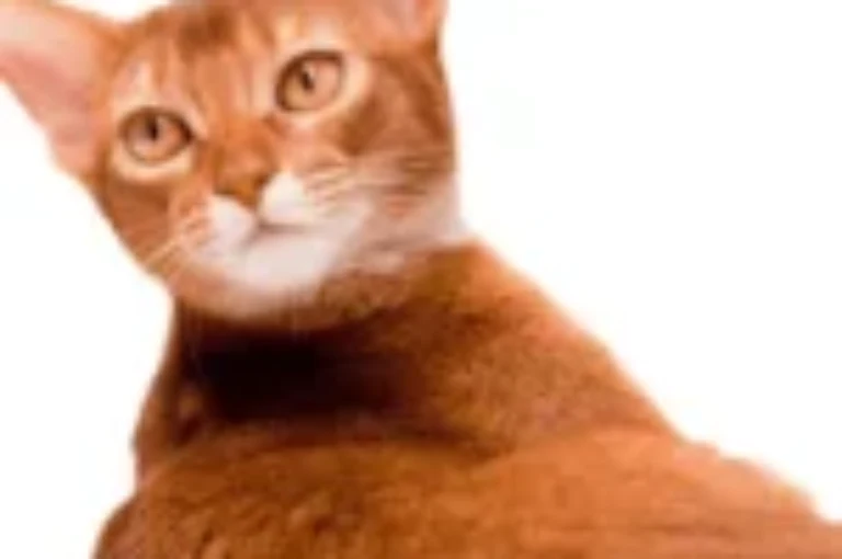 اختر اسماً لقطتك من أشهر اسامي قطط حبشية