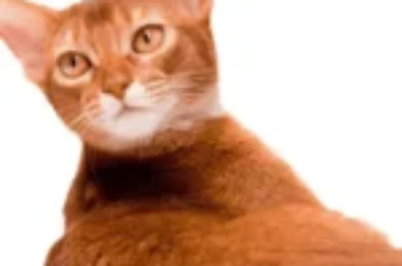 اختر اسماً لقطتك من أشهر اسامي قطط حبشية