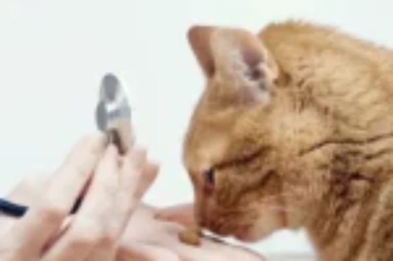 أفضل مكافآت لتنظيف اسنان القطط