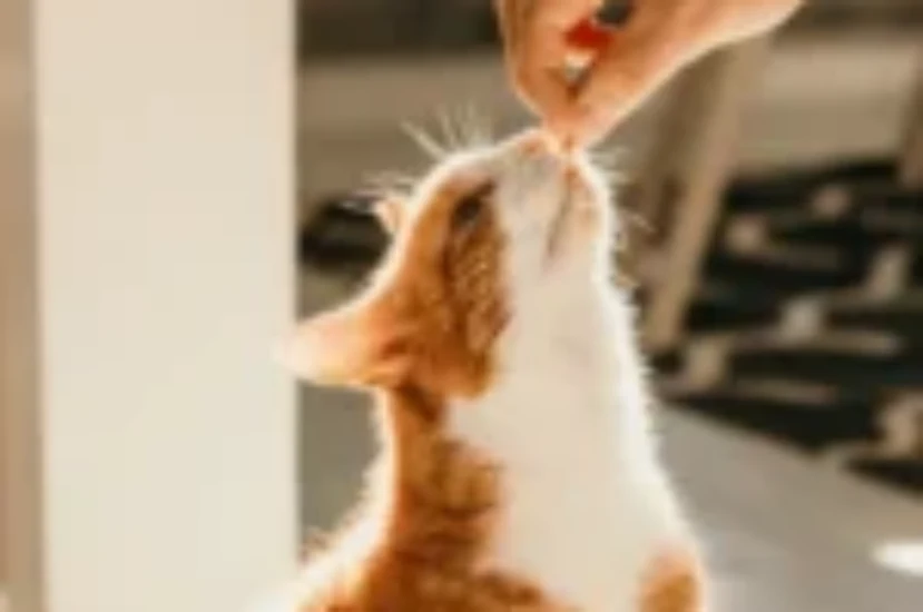 أفضل المكملات الغذائية للقطط