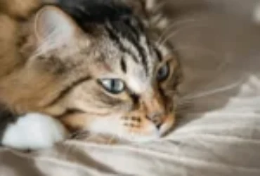 هل تحزن القطط لفراق صاحبها؟