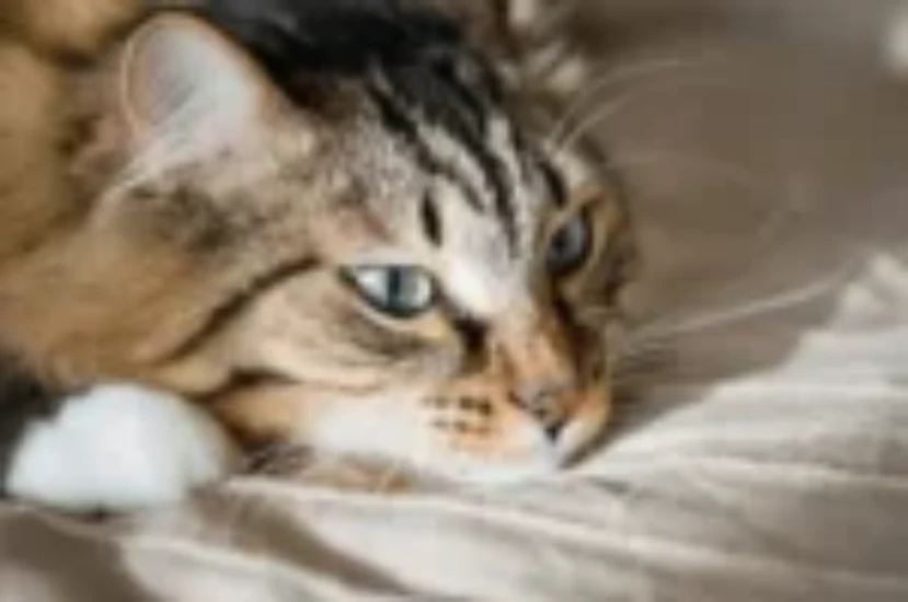 هل تحزن القطط لفراق صاحبها؟