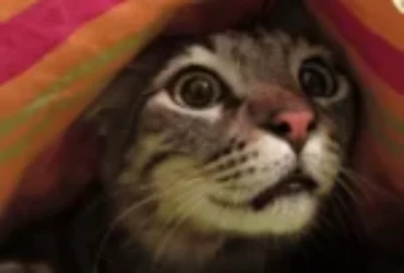 دليل التعامل مع القطط الخائفة وطرق إعطائها أدويتها