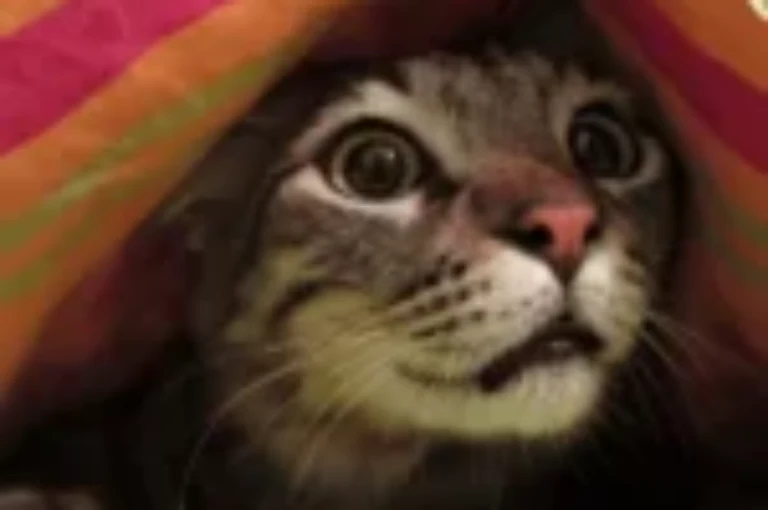 دليل التعامل مع القطط الخائفة وطرق إعطائها أدويتها