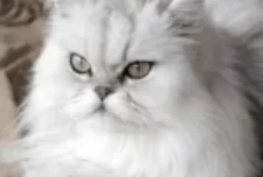 تعرف على أبرز مشاكل و عيوب القطط الشيرازي