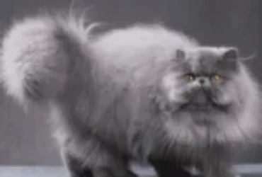 انواع القطط الشيرازي: دليلك الشامل لاختيار النوع المناسب