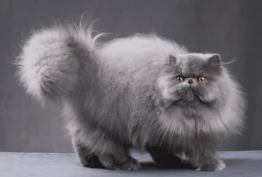 افضل انواع القطط بالصور: دليلك الشامل لاختيار القط المثالي لك