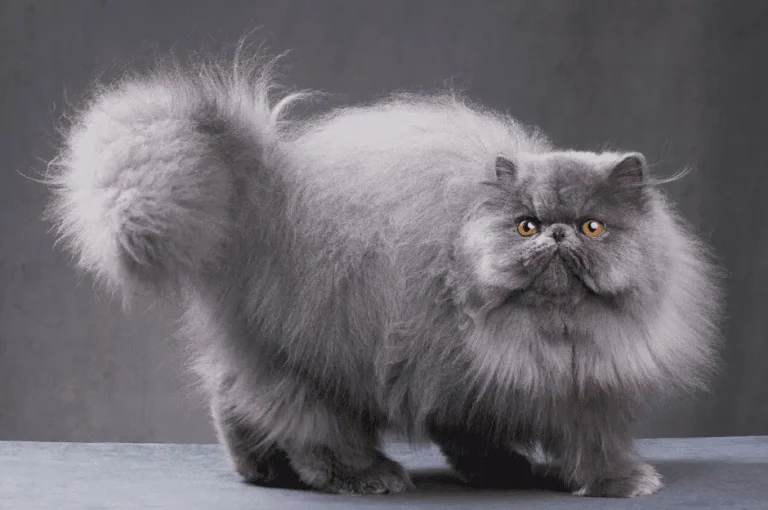 اكتشف عالم أشكال القطط: دليلك الشامل لصفات جمالها وتنوعها