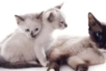 تعرف على انواع القطط السيامي