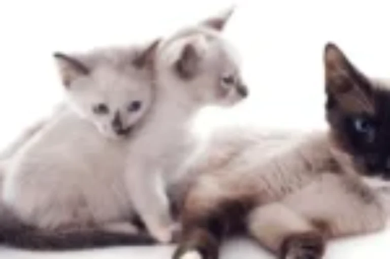 تعرف على انواع القطط السيامي