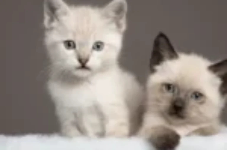 تعرف على افضل الوان القطط