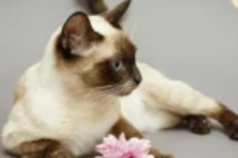 قطط سيامي: دليل شامل عن تربيتها وسلوكها ورعايتها