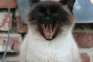 تعرف على أهم امراض القط السيامي والوقاية منها