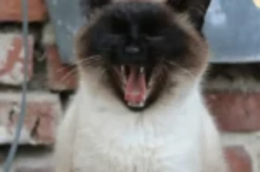 تعرف على أهم امراض القط السيامي والوقاية منها