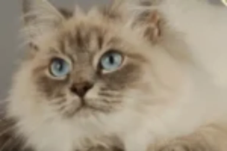 لماذا القط السيبيري هو الخيار الأمثل للعائلات؟