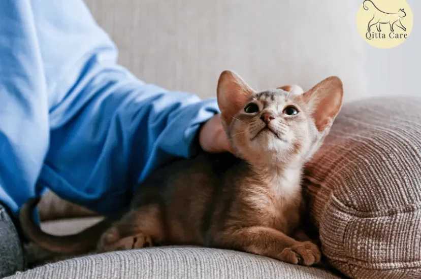 اعراض إصابات الدماغ عند القطط والتعامل مع القطط المصابة