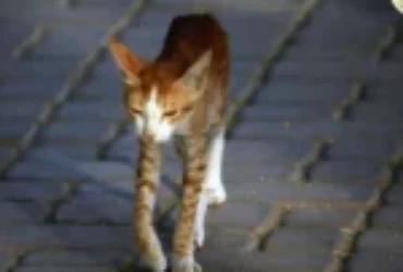 اسباب نزول وزن القطط وعلاج مسبباته