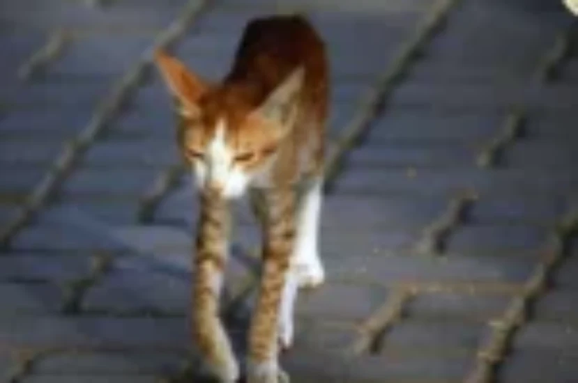 المرض المسبب لفقدان البروتين في الجهاز المعوي للقطط