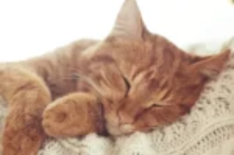 اسباب واعراض اغماء القطط