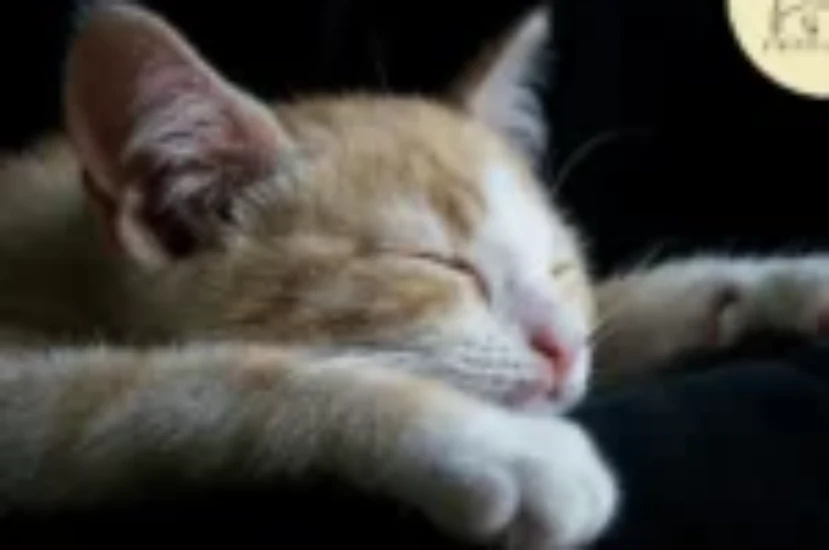 عدد ساعات نوم القطط ولماذا تنام كثيراً