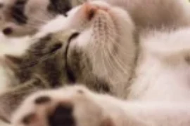 سبب شخير القطط عند النوم ولماذا يختلف عن الخرير