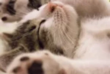 سبب شخير القطط عند النوم ولماذا يختلف عن الخرير