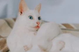 العناية بقطة حديثة الولادة: نصائح ذهبية للحفاظ على صحتها