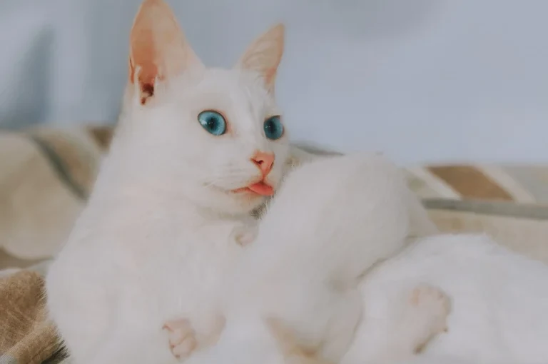 العناية بقطة حديثة الولادة: نصائح ذهبية للحفاظ على صحتها