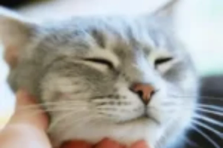 تعرف على حركات تحبها القطط