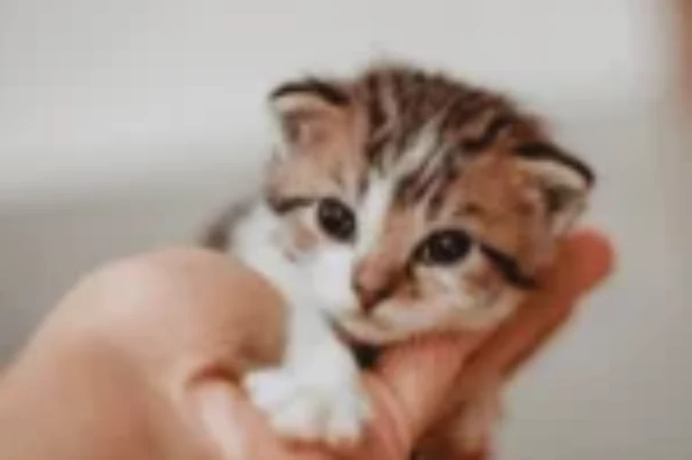 ماذا تعرف عن دلع القطط وما تود قوله لك؟