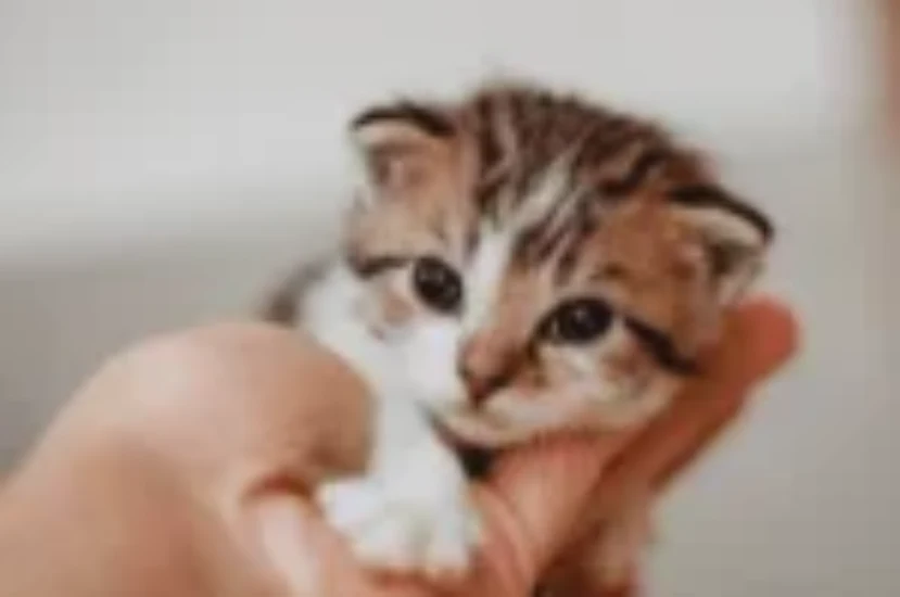 ماذا تعرف عن دلع القطط وما تود قوله لك؟