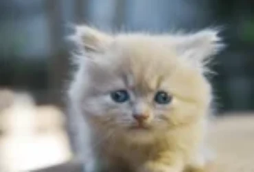 اسباب مشاكل سلوك القطط الصغيرة وكيفية تعديلها