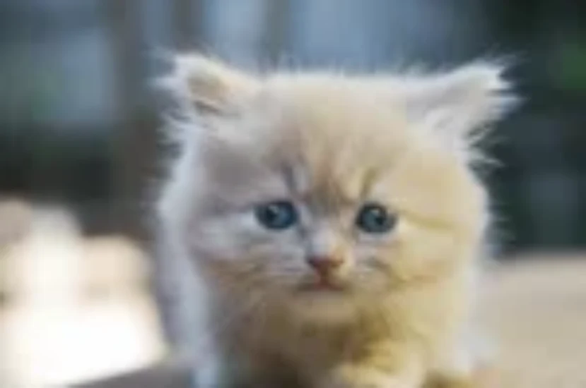 اسباب مشاكل سلوك القطط الصغيرة وكيفية تعديلها