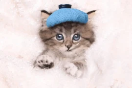 سبب اسهال القطط الرضيعة: أهم 10 عوامل تسبب الإسهال