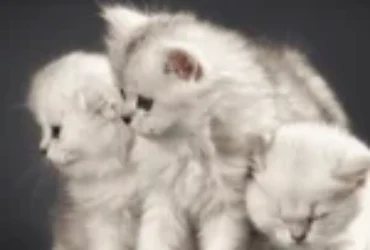 تبني القطط الصغيرة والكبيرة: أيهما الأنسب لك؟