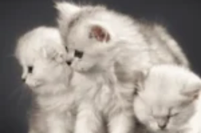 تبني القطط الصغيرة والكبيرة: أيهما الأنسب لك؟