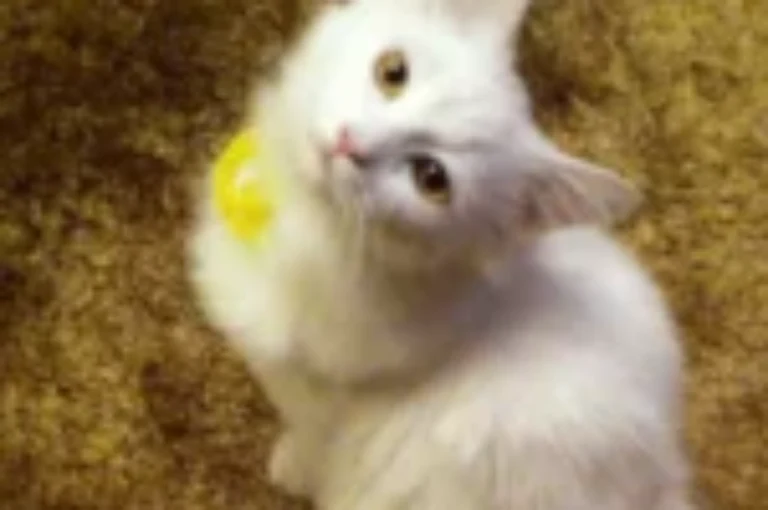 اجمل اسامي قطط شيرازي مع معانيها