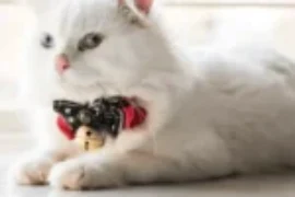 اجمل اسامي قطط : 250 اسم مع معانيها