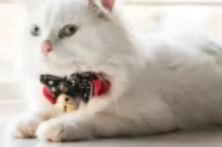 اجمل اسامي قطط : 250 اسم مع معانيها