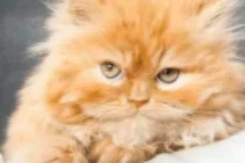 دليك الشامل عن العناية بقطط شيرازي