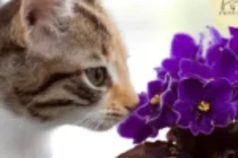 الروائح التي تطرد القطط: كيف تستخدمها لطرد القطط من منزلك؟