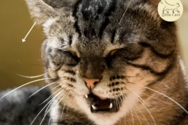 تعرف على اسباب تراكم السوائل في التجويف البللوري للقطط واعراضه