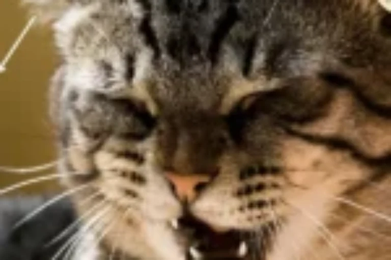 اسباب زيادة عدد كريات الدم الحمراء واعراضها عند القطط