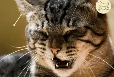 تشوه القصبة الهوائية عند القطط