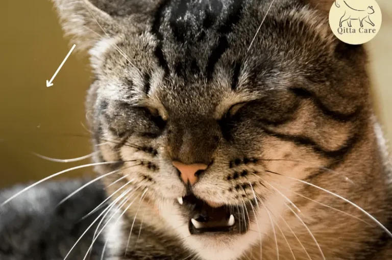 اعراض الطفيليات التنفسية عند القطط وعلاجها