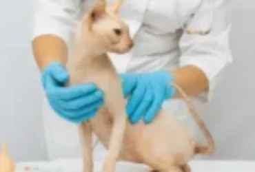 اهم علامات امراض جلد القطط وعلاجاتها